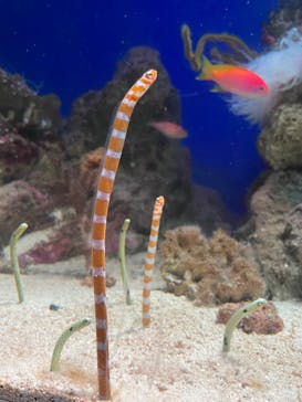 新江ノ島水族館に投稿された画像（2023/7/18）