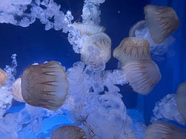 新江ノ島水族館に投稿された画像（2023/7/18）