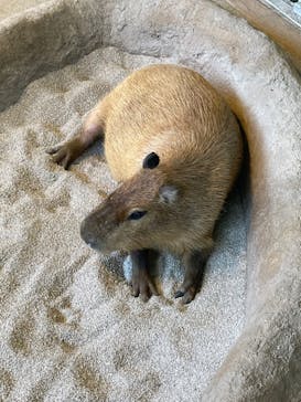 新江ノ島水族館に投稿された画像（2023/7/18）