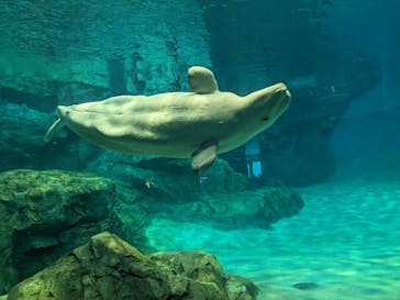 名古屋港水族館に投稿された画像（2023/7/18）