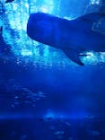沖縄美ら海水族館に投稿された画像（2023/7/18）