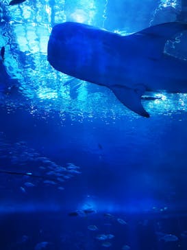 沖縄美ら海水族館に投稿された画像（2023/7/18）