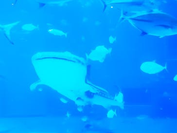 沖縄美ら海水族館に投稿された画像（2023/7/18）