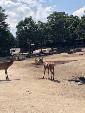 那須サファリパークに投稿された画像（2023/7/18）