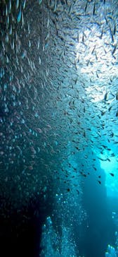 青の洞窟専門店　沖縄ダイビングショップ和に投稿された画像（2023/7/18）