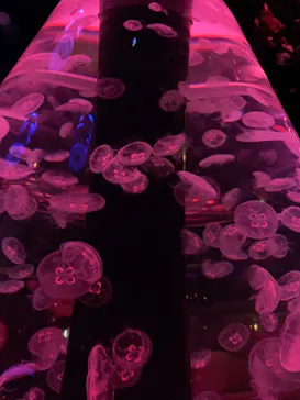 マクセル アクアパーク品川に投稿された画像（2023/7/18）