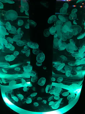 マクセル アクアパーク品川に投稿された画像（2023/7/18）