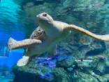 名古屋港水族館に投稿された画像（2023/7/18）