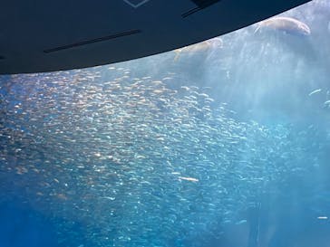 名古屋港水族館に投稿された画像（2023/7/18）