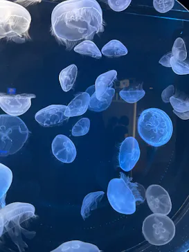 仙台うみの杜水族館に投稿された画像（2023/7/18）