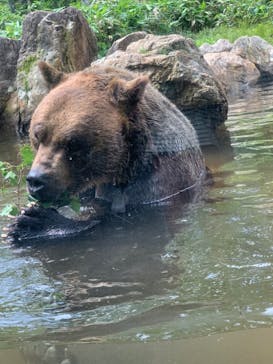 サホロリゾート　ベア･マウンテンに投稿された画像（2023/7/18）
