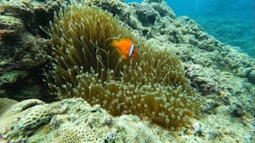 青の洞窟専門店　沖縄ダイビングショップ和に投稿された画像（2023/7/18）