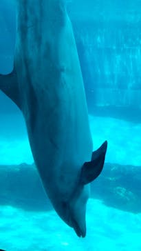 名古屋港水族館に投稿された画像（2023/7/18）