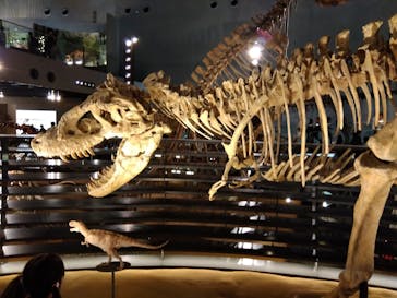 福井県立恐竜博物館に投稿された画像（2023/7/18）