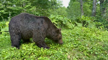 サホロリゾート　ベア･マウンテンに投稿された画像（2023/7/18）