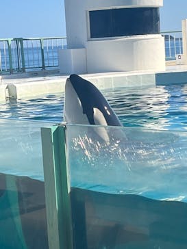 鴨川シーワールドに投稿された画像（2023/7/18）