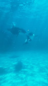 鴨川シーワールドに投稿された画像（2023/7/18）