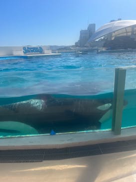 鴨川シーワールドに投稿された画像（2023/7/18）