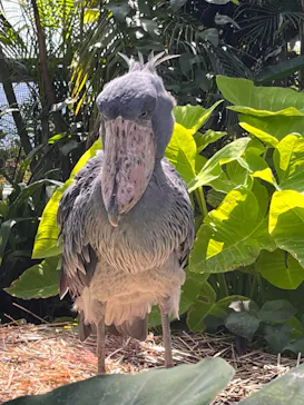 神戸どうぶつ王国に投稿された画像（2023/7/18）