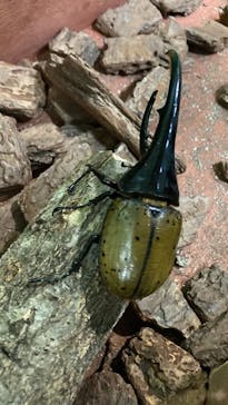 JOYPOLIS 特別イベントスペースに投稿された画像（2023/7/18）