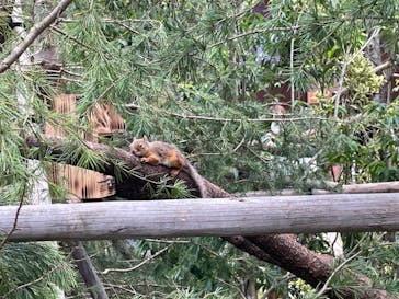 那須どうぶつ王国に投稿された画像（2023/7/18）
