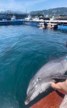 ドルフィンファンタジーに投稿された画像（2023/7/18）