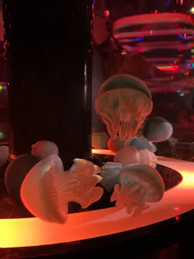 マクセル アクアパーク品川に投稿された画像（2023/7/18）