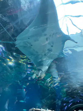 マクセル アクアパーク品川に投稿された画像（2023/7/18）