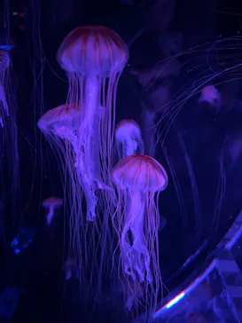 マクセル アクアパーク品川に投稿された画像（2023/7/18）