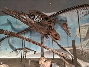 福井県立恐竜博物館に投稿された画像（2023/7/18）