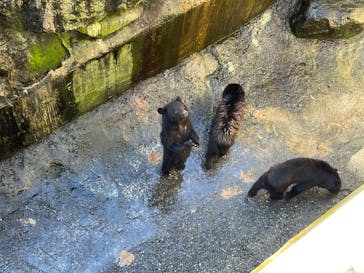 奥飛騨クマ牧場に投稿された画像（2023/7/18）