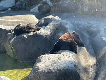 奥飛騨クマ牧場に投稿された画像（2023/7/18）