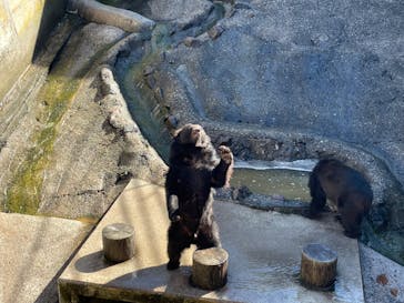 奥飛騨クマ牧場に投稿された画像（2023/7/18）
