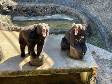 奥飛騨クマ牧場に投稿された画像（2023/7/18）