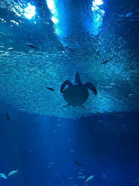 アクアワールド茨城県大洗水族館に投稿された画像（2023/7/18）