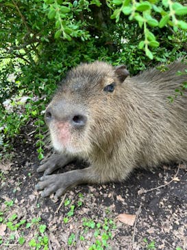 那須ワールドモンキーパークに投稿された画像（2023/7/18）