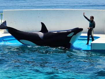 鴨川シーワールドに投稿された画像（2023/7/18）