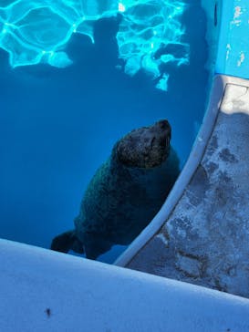 鴨川シーワールドに投稿された画像（2023/7/18）
