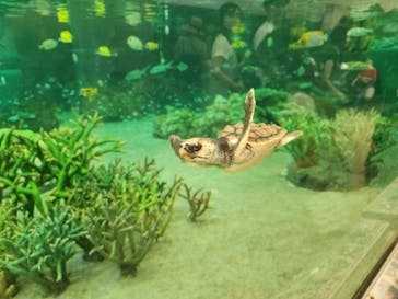 鴨川シーワールドに投稿された画像（2023/7/18）