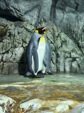 鴨川シーワールドに投稿された画像（2023/7/18）