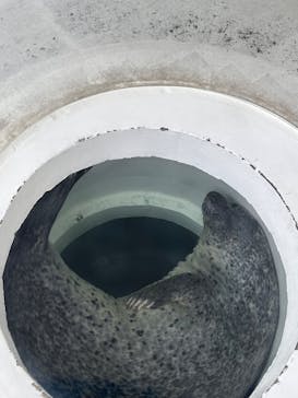 しながわ水族館に投稿された画像（2023/7/18）