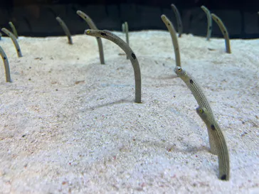 すみだ水族館に投稿された画像（2023/7/18）