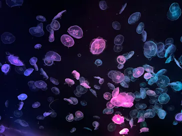 すみだ水族館に投稿された画像（2023/7/18）