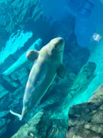 名古屋港水族館に投稿された画像（2023/7/19）