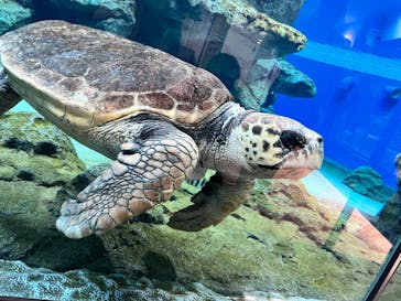 名古屋港水族館に投稿された画像（2023/7/19）