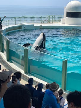 鴨川シーワールドに投稿された画像（2023/7/19）
