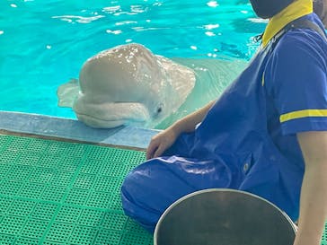 鴨川シーワールドに投稿された画像（2023/7/19）