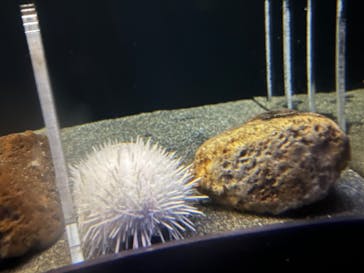 アクアワールド茨城県大洗水族館に投稿された画像（2023/7/19）