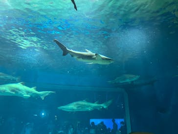 アクアワールド茨城県大洗水族館に投稿された画像（2023/7/19）