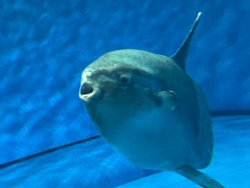 アクアワールド茨城県大洗水族館に投稿された画像（2023/7/19）